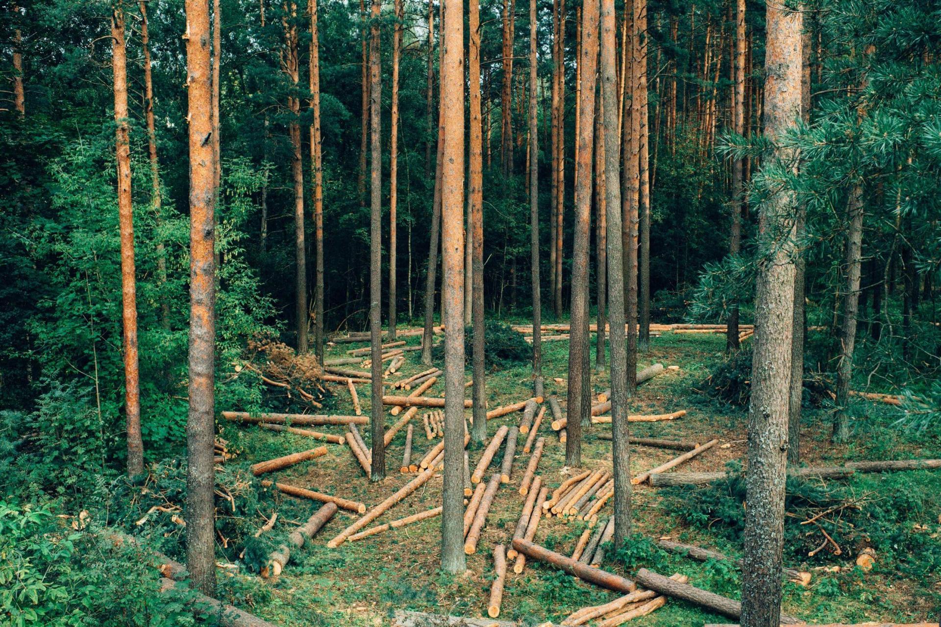 Holz Hintergrund
