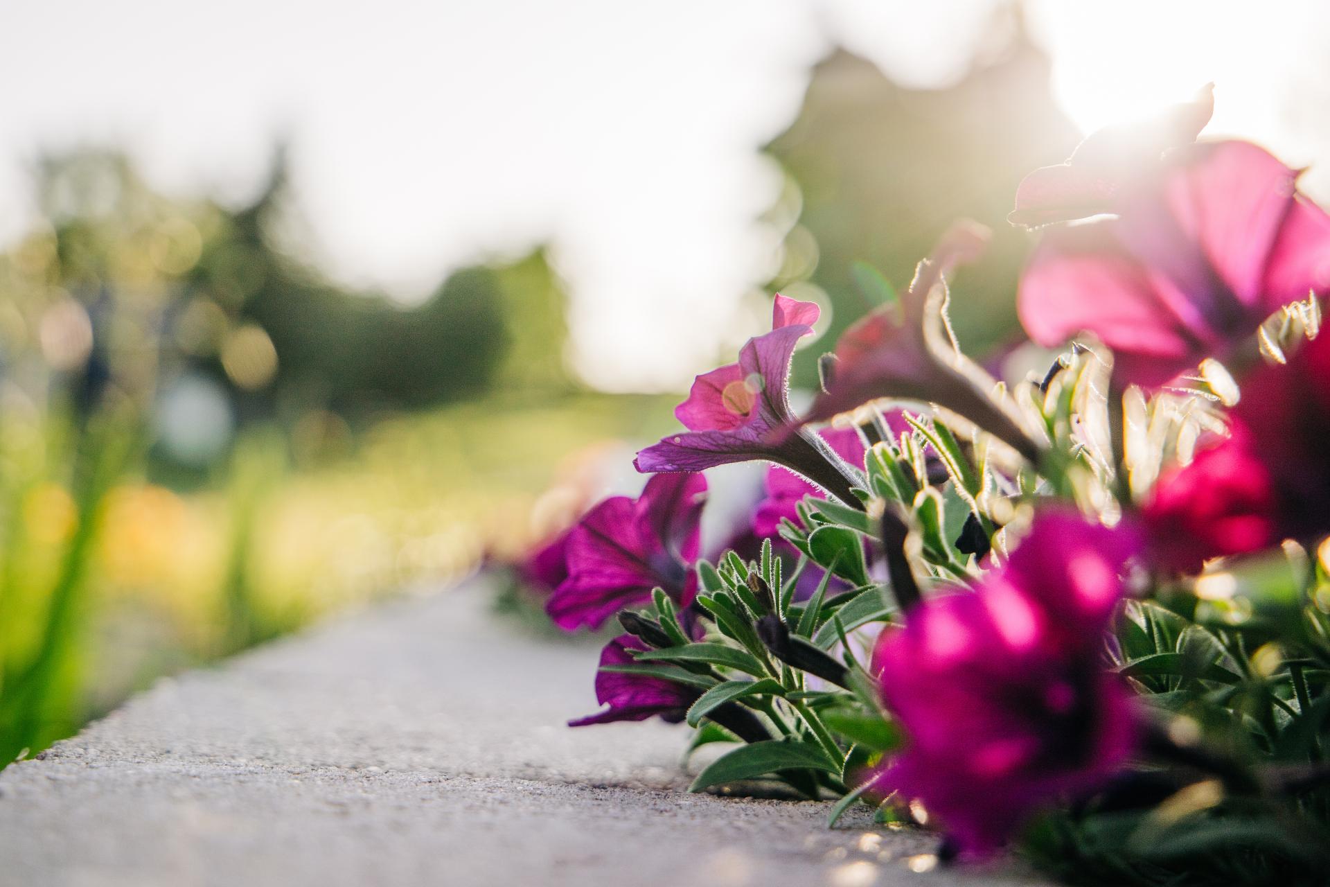 Blumen
