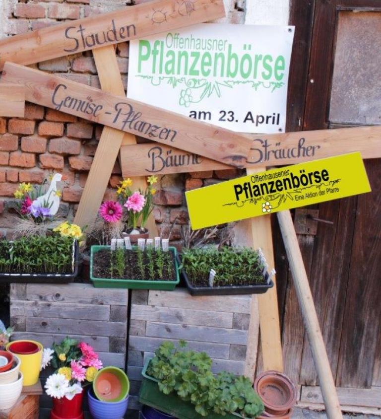 Pflanzen