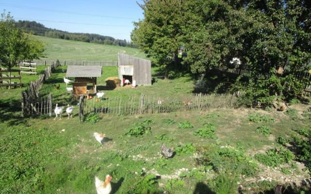 Natur im Garten Hühner