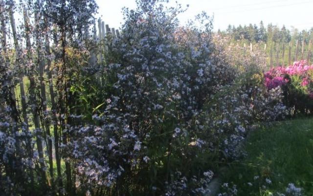 Blumen & Stauden