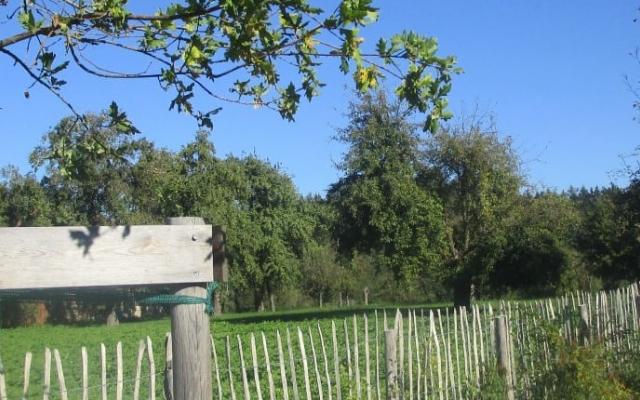 Baum mit Holz