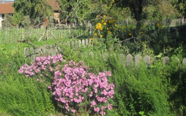 Blumenwiese