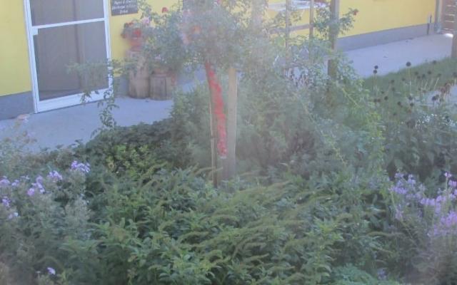 Gartenblumen