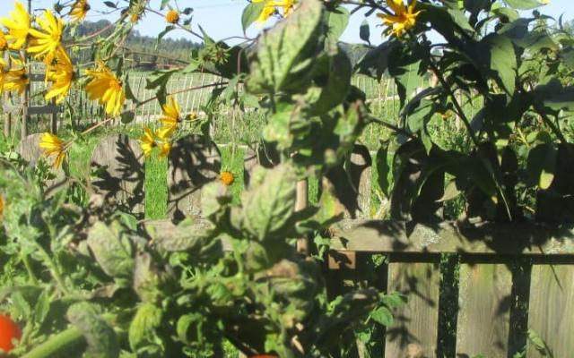 Blumen am Zaun