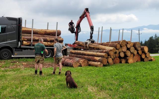 SilberHolz eigene Wälder