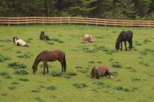 Koppeln und Paddocks für Pferde
