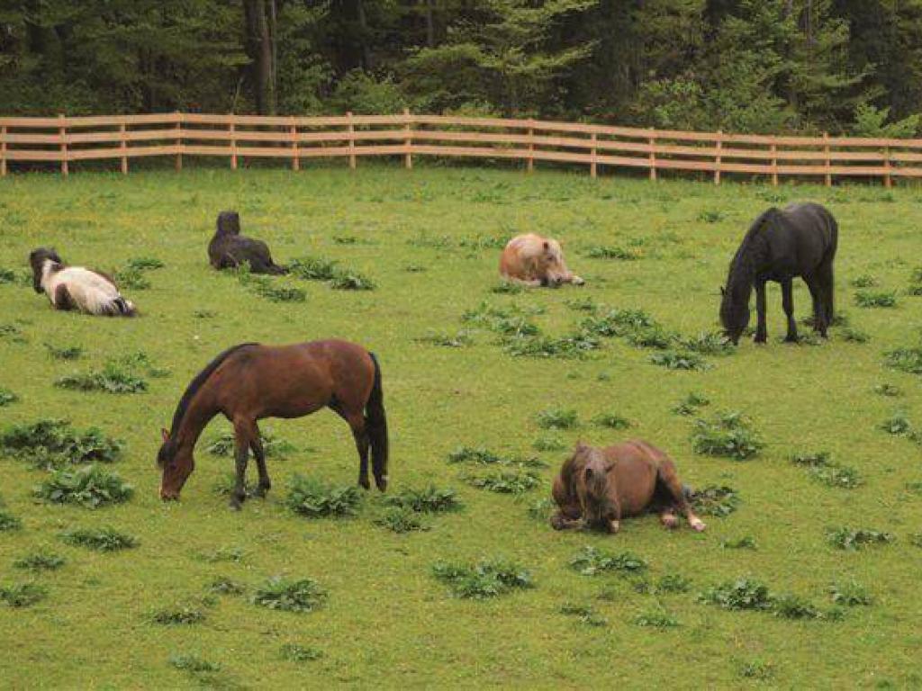 Koppeln und Paddocks für Pferde
