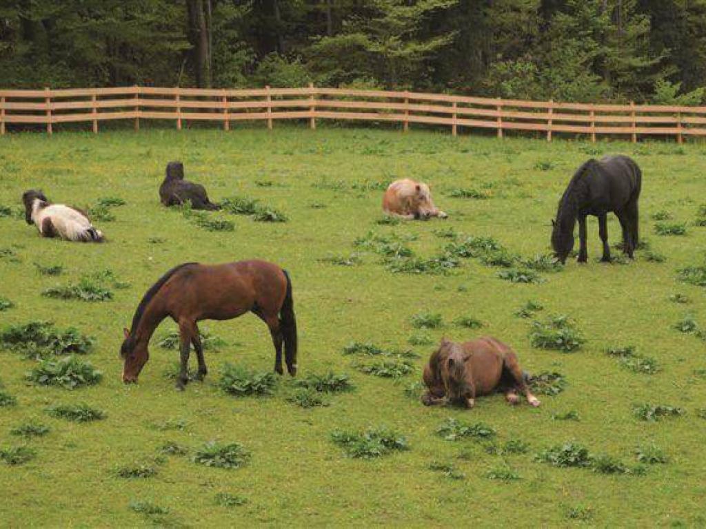 Koppeln und Paddocks für Pferde