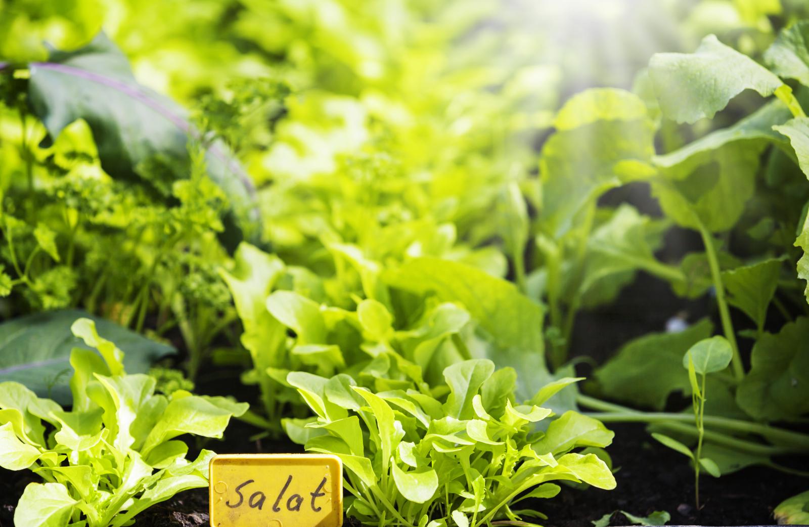 Salat